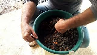 ¿Porque se debe dejar enfuertar la semilla de papaya antes de germinar [upl. by Fielding]