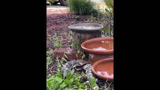 Bobtail Lizards aka Shingleback Lizards [upl. by Hennessy]