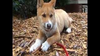 Meet Blue An Australian Alpine Dingo [upl. by Hymie]