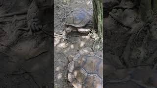 蘇卡達象龜African Spurred TortoiseTaipei Zoo [upl. by Konstanze]