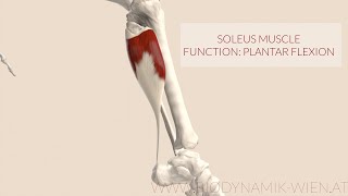 Soleus Muscle Function Plantar Flexion [upl. by Matta]