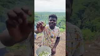 Never Tried Eating Raw Okro Or it’s only Jamaica 🇯🇲 [upl. by Ahseket]