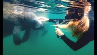 SWIMMING WITH MANATEES [upl. by Nnuahs]