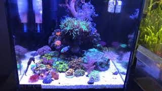 My secret to a successful reef tank [upl. by Onez]