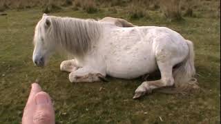 Healing the wild ponies on Dartmoor [upl. by Botti]