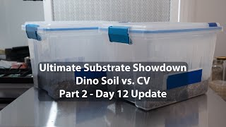 Coco Coir vs Dino Soil EPIC Mushroom Substrate Showdown Part 2  Day 12 Update [upl. by Gunzburg]