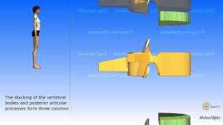 The simplified spinal column [upl. by Llennol]