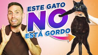 ¿Cómo saber si TU GATO ESTÁ ENGORDANDO 🐈🎈 Gatos con BARRIGAPANZA GORDA o HINCHADA [upl. by Ahsiuqat]