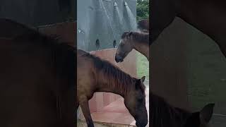 Horses Showering in Vieques [upl. by Druce]