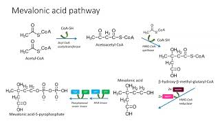 Mevalonic pathway [upl. by Raul]