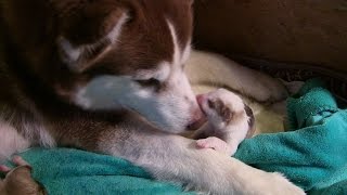 Husky Malamute screams giving birth to her first puppy [upl. by Seuguh]