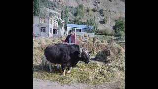 Threshing of Buckwheat crop by bullock is in progress in Basha Shigar [upl. by Anhoj]