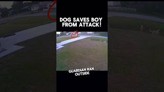 Loyal Defender Dog Saves Boy From Attack [upl. by Fransis640]