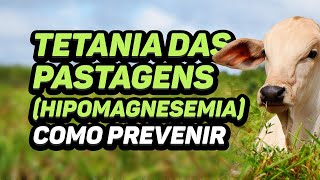 TETANIA DAS PASTAGENS HIPOMAGNESEMIA  COMO PREVENIR [upl. by Fitzpatrick314]