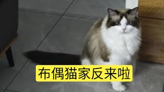 B站送布偶猫活动我会一直进行下去的，看看之前家反照片吧 [upl. by Nitsrik]