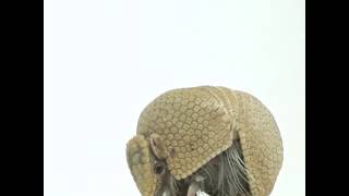 Three banded armadillo [upl. by Brieta258]