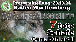 Wolfinfo Aktuell Pressemitteilung Wolfsangriff 7 tote Schafe Gem Bühlertal [upl. by Aserehs69]