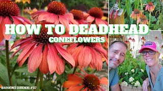 🌼 How to Deadhead Coneflowers  QG Day 127 🌼 [upl. by Adniram]