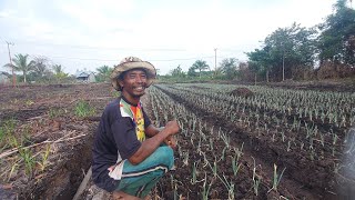 DI KUPAS TUNTAS AKAR YANG MENJALAR DI LADANG BARU PAK SUDIWANI PETANI NEKAT ASAL KOTA MBATU [upl. by Evania]