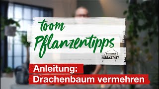 toom Pflanzentipps – Anleitung Drachenbaum vermehren  toom Baumarkt [upl. by Zolly724]