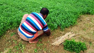 Coriander Field  How to grow coriander from the field  Village Agriculture [upl. by Enyawal]