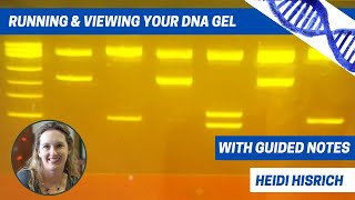 Running amp Viewing Your DNA Gel [upl. by Rusel]