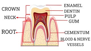 TOOTH  PARTS OF TOOTH  TOOTH FUNCTIONS  TOOTH ANATOMY [upl. by Kannav]