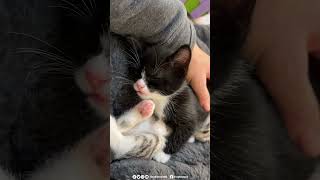 Kitten falls asleep midconversation and it is ADORABLE rescuekitty kitten catlover [upl. by Allis]