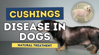 Cushings Disease in Dogs Natural Treatment [upl. by Egroej883]