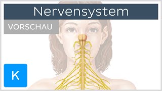 Einführung Was ist das Nervensystem Vorschau  Kenhub [upl. by Etoile357]