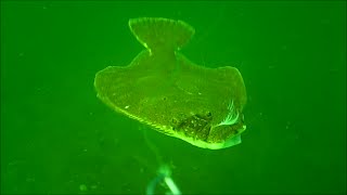 Incredible Underwater FlounderFluke Fishing Behavior [upl. by Anotyal]