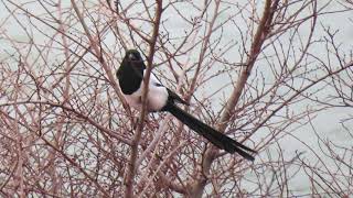 Eurasian Magpie Pica p pica Ekster Landtong Rozenburg ZH the Netherlands 21 Jan 2024 20 [upl. by Nyladnek]