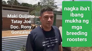 EP570 mukha ng mga breeding roosters ni Maki Quijano Tatay Joe at Doc Rony Gonzales [upl. by Nosnibor]