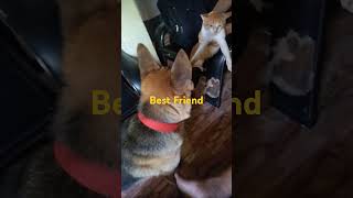 Aso at Pusa forentertainmentpurposesonly pampagoodvives doglover cat catlover germanshepherd [upl. by Astrea]