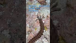 Synapta Maculata Snake Sea Cucumber shorts scubadiving trending ocean underwater viralvideo [upl. by Simonsen]