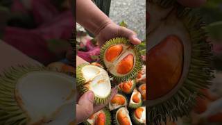 Durio Graveolens mini redorange flesh Durian shortvideo fyp countryside [upl. by Karita]