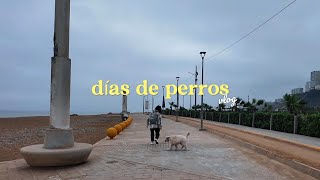 dias de perros con gema  vlogcito de chill vlog mascotas [upl. by Thorma]