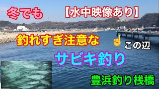 冬でも釣れすぎ注意なサビキ釣り 豊浜釣り桟橋 【水中映像あり】知多半島 [upl. by Cissie578]