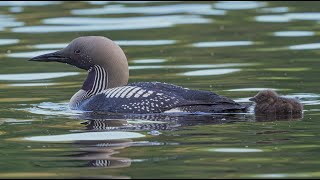 BlackThroated Divers [upl. by Eserahs]