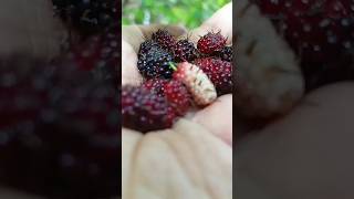 Malberry😋 shortsfeed shorts fruit youtubeshorts [upl. by Navillus601]