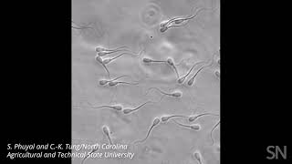 Watch groups of sperm swim differently than loners do  Science News [upl. by Eniamert]