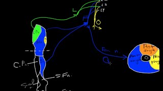 Lumbar plexus tutorial [upl. by Nerine]