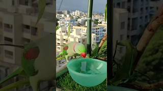 Beautiful ring neck parrot birds zikibirdinfo parrot foryou youtubeshorts trendingshorts [upl. by Vena]