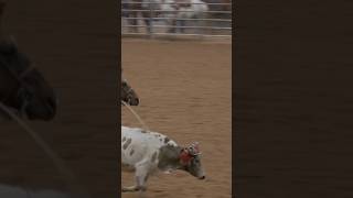 Slowmo Team Roping Fast Runsrodeo cowboys horse teamroping shorts [upl. by Neufer110]