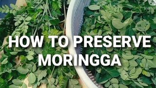 HOW TO PRESERVE MORINGGA  MALUNGGAY  TO KEEP GREEN LEAVES FRESH IN FRIDGE MORINGGA LEAVES🍃🌿 [upl. by Gombach]