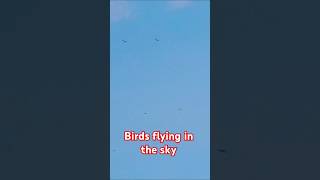 Birds flying in the air Sopheanymok nature birds shortvideo [upl. by Aical16]