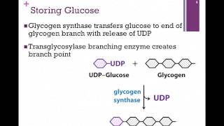 097Glucose Storage amp Release [upl. by Kenlee663]