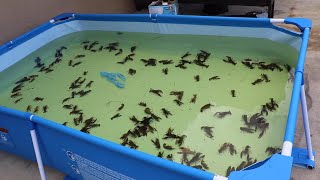 Colorful CRAWFISH ARMY in My AQUARIUM [upl. by Mellman214]