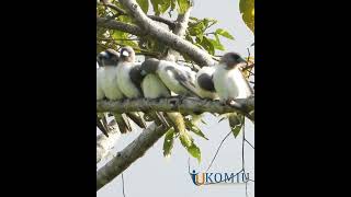 Kekep Sulawesi birds hutan [upl. by Luann]