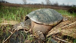 How to Set Up a Land Turtle Tank  Pet Turtles [upl. by Analad389]